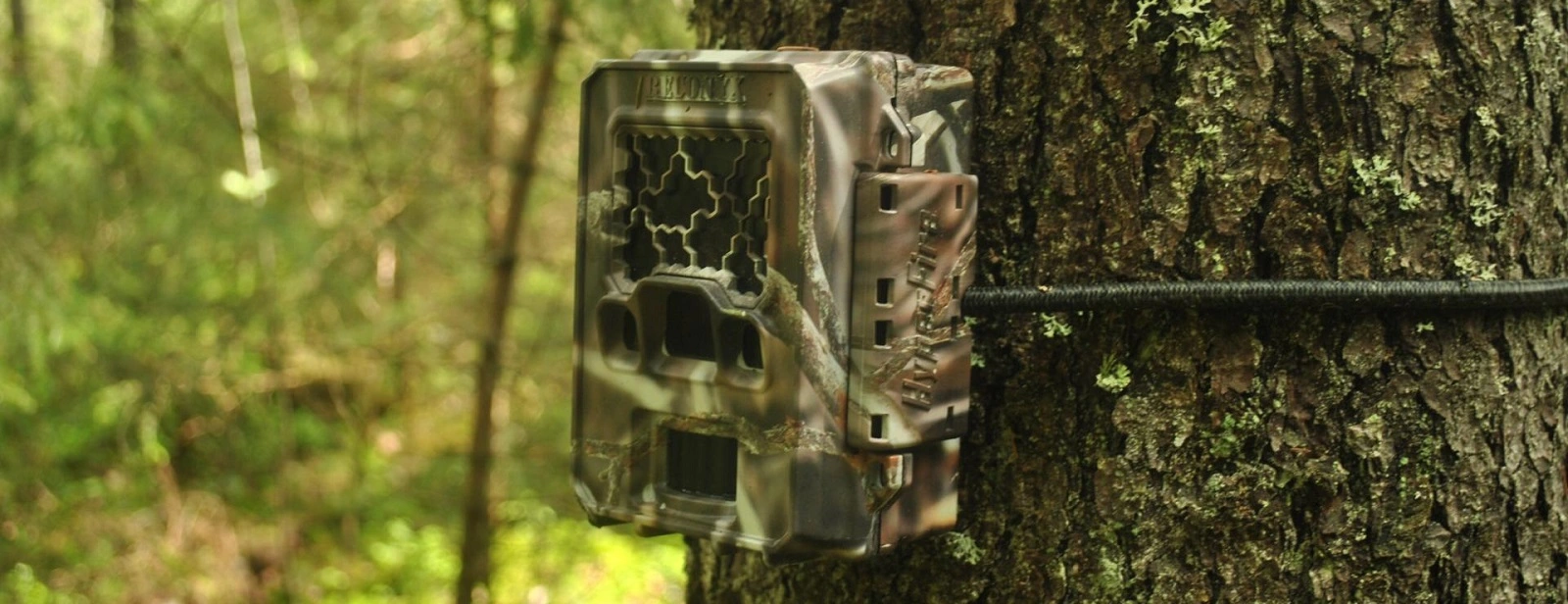 Trail Camera Rentals – Motion-Activated Camera Mounted on a Tree for Wildlife Observation