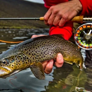 Fly fishing catch with rental gear in Minnesota